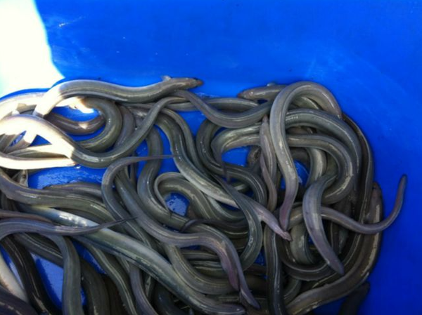 Eel from Poland supplied by Gospodarstwo Rybackie "Bartołty Wielkie" Piotr Fenicki - Fresh (=Chilled=Raw) Eel
