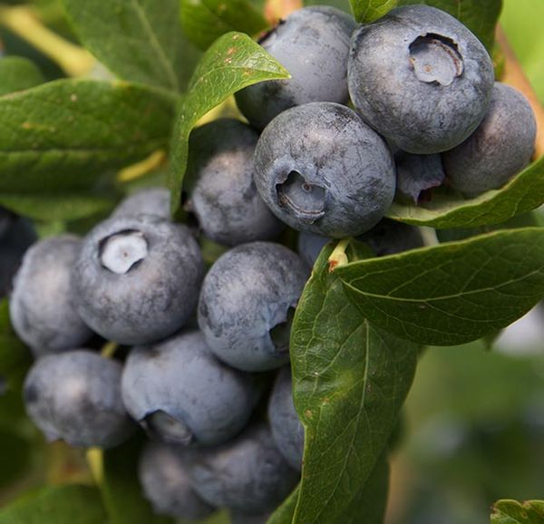 Fresh Blueberry from Germany supplied by Frutania GmbH - Whole Fresh Blueberry