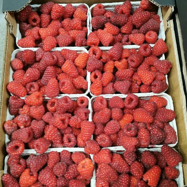 Fresh Raspberry from 독일 supplied by Merkur Frucht Feiburg GmbH - Whole 신선 라즈베리