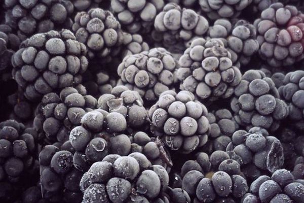 IQF Blackberry from Serbia supplied by Bogutovo d.o.o. (BOA) - Thornfree Fresh Blackberry