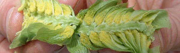 Hop from United States supplied by CHARLES FARAM - Organic Hop