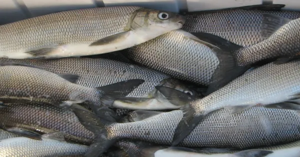 White Fish from Bangladesh supplied by Sea Fresh Ltd. - Whole (=In The Round) Frozen Whitefish