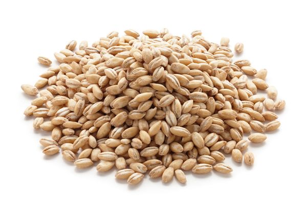 Barley from 독일 supplied by GETREIDE AG - Dried 보리