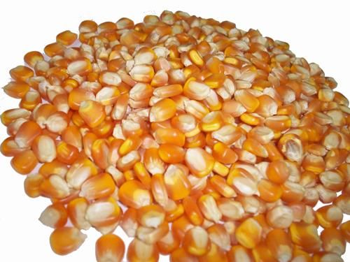 Dried Corn from Vietnam supplied by Sao Viet Tuyen Quang Co., Ltd. - Seed Maize (Corn)