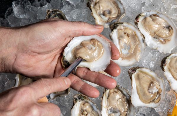 Oyster from 미국 supplied by Hoopers Island Oyster Aquaculture Company, LLC - Fresh (=Chilled=Raw) 신선 굴
