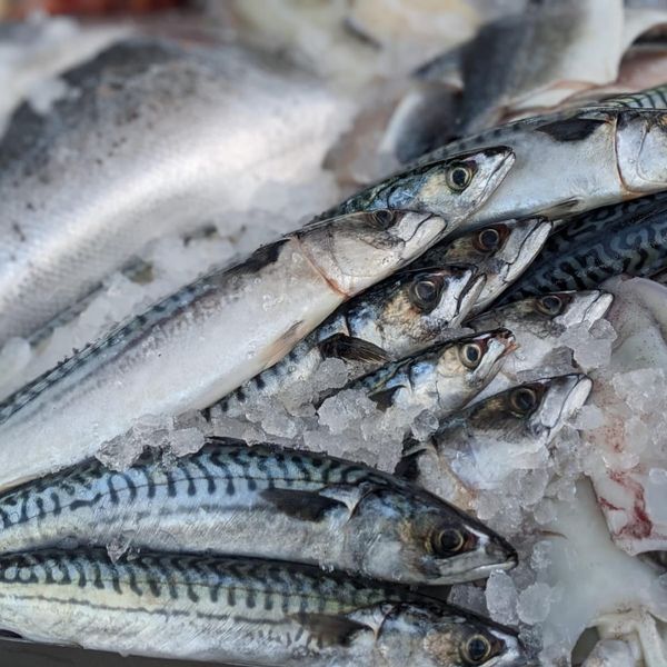Fresh Mackerel from 영국 supplied by Veasey & Sons - Fresh (=Chilled=Raw) 신선 고등어