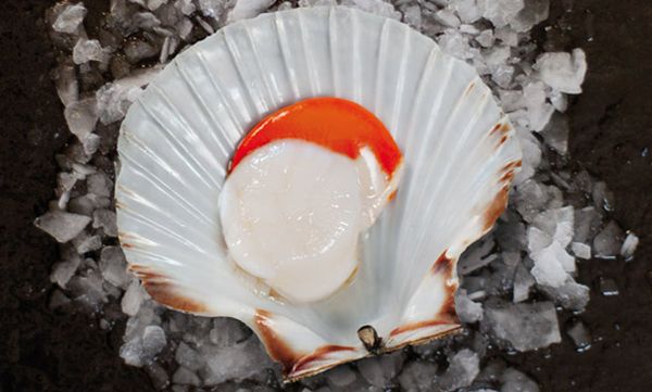 fresh scallop from 영국 supplied by Macduff Shellfish (Scotland) Ltd - Whole (=In Shell=Unshucked) 냉동 가리비