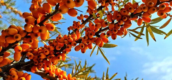FROZEN SEA BUCKTHORN BIO from Romania supplied by Alborada Plant - Raw Sea Buckthorn