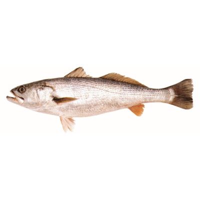 Frozen Sea Trout from 아르헨티나 supplied by Compañía Italo Uruguaya de Pesca S.A. - Fillet 냉동 송어