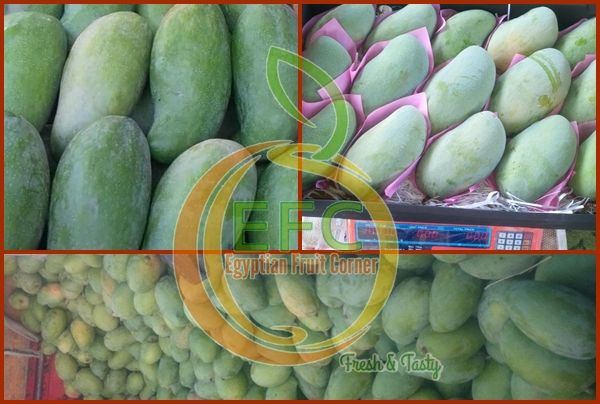 Mango from Egypt supplied by Egy Fruit Corner - 5 KG N.w Standard OPENTOP Carton Fresh Mango