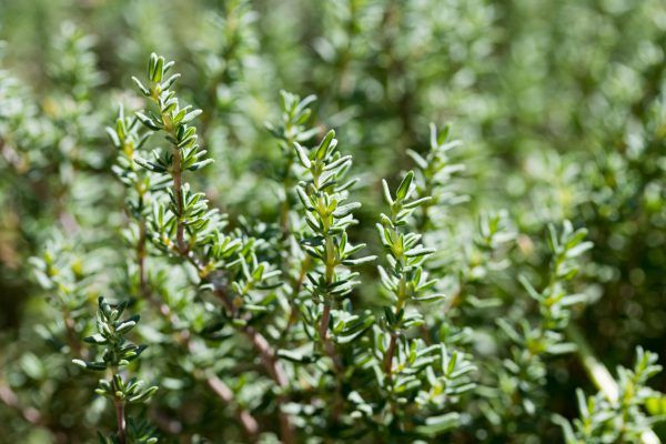 Thyme from Germany supplied by Herrmann Herbs - Leaf Thyme
