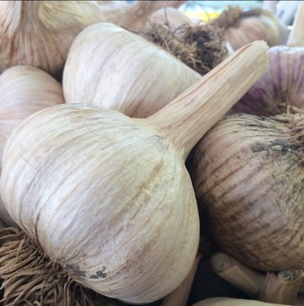 Garlic from 미국 supplied by Savoie Organic Farm - Whole 신선 마늘