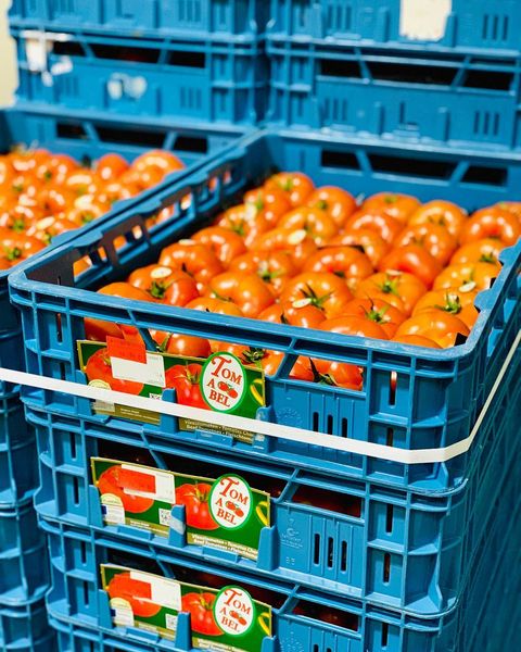 Tomato from 독일 supplied by T. Meissner Frucht-Handels-Gesellschaft mbH - Whole 신선 토마토
