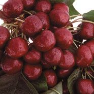 Cherry - Skeena from United States supplied by Underwood Fruit and Warehouse - Dark Red Fresh Sweet Cherry