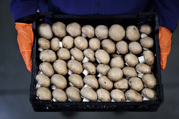 Brown Mushroom from Poland supplied by East Mushrooms Sp. z o.o. - Brown Cremini Mushroom