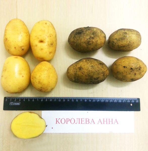 Queen Anne Potato from 러시아 supplied by LLC Terra de Lux - Mesh Bags (25kg) (=Net) 신선 일반 감자