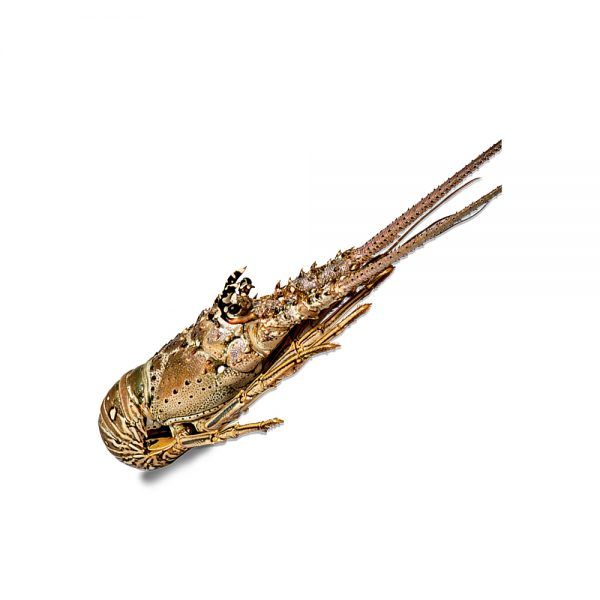 Cuban Lobster from 아르헨티나 supplied by Berardi S.A. - 하드쉘 신선 랍스터