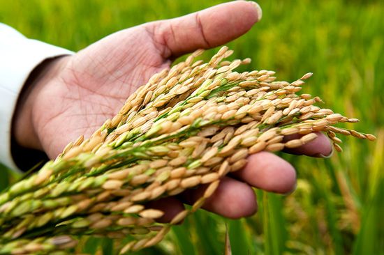 Rice from 페루 supplied by Cooperat. De Serv. Multiples Sol & Cafe Ltda - Long Grain Rice 쌀