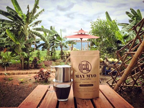 Coffee from 미얀마 [버마] supplied by May Myo Pure Coffee - 갈색 볶은 원두