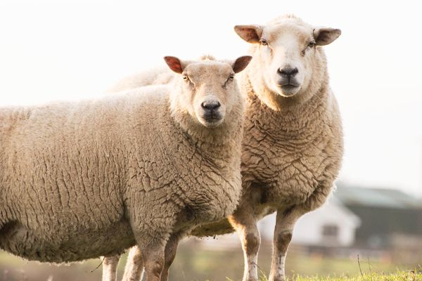 Sheep&Lamb from 호주 supplied by Wodonga Abattoir Pty Ltd - Fresh (=Chilled=Raw) 양고기