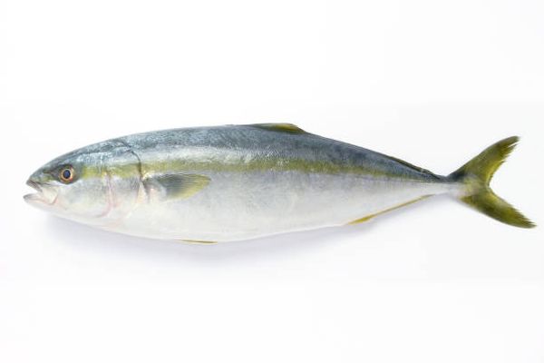 fresh yellowtail from 미국 supplied by Pacific Harvest Seafoods, Inc. - Yellowtail (=Seriola lalandi) 냉동 잿방어
