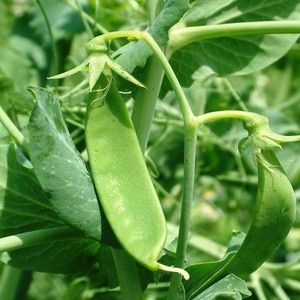 Sown Peas from 체코 supplied by SLEZSKA DUBINA - Unspecified 말린 일반 콩