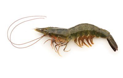 Shrimp from 말레이시아 supplied by QL Marine Products Sdn. Bhd. - Headless 냉동 새우