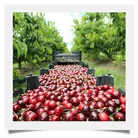 Cherries from 핀란드 supplied by SCAN-IBERICA OY - Red 신선 체리