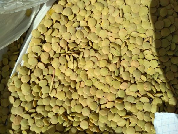Green Lentils from 러시아 supplied by LLC Agrochiminvest - Unhulled 말린 렌틸