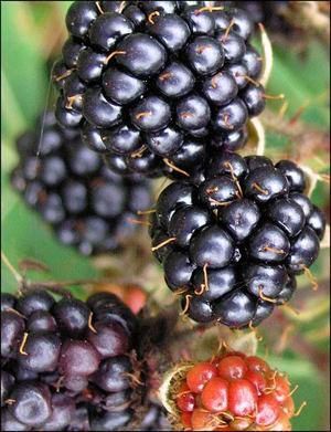 Fresh Blackberry from 미국 supplied by Red Blossom Sales - Black 신선 블랙베리