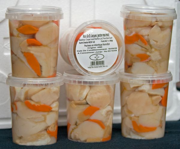 Scallop from 영국 supplied by Pescafish Ltd - Whole (=In Shell=Unshucked) 냉동 가리비