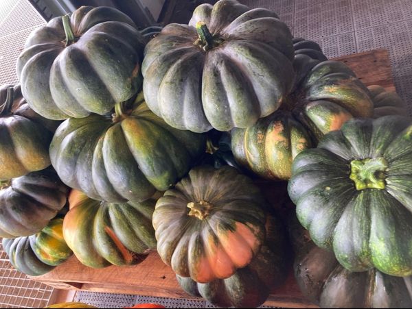 Pumpkin from Switzerland supplied by Werro's Biohof - For cooking Fresh Common Pumpkin