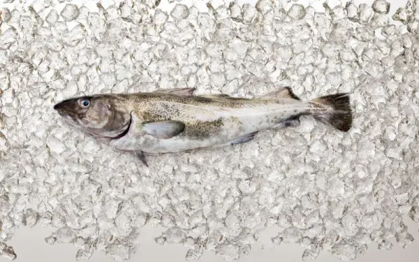 Fresh Cod from United States supplied by Channel Fish Processing Co. Inc. - Fresh (=Chilled=Raw) Fresh Cod