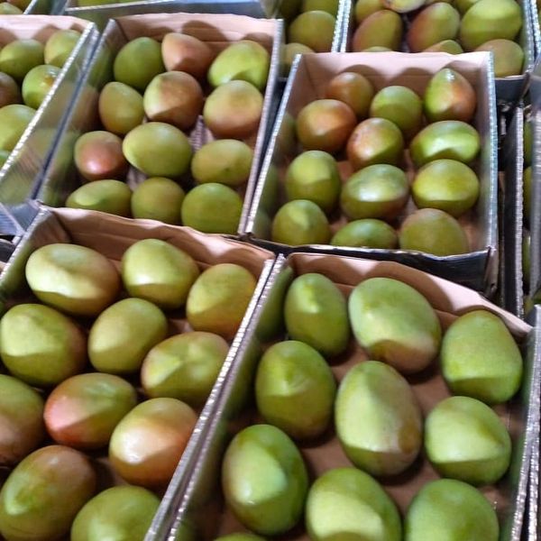 Mango from 케냐 supplied by Luifarm Limited - 붉은빛 신선 망고
