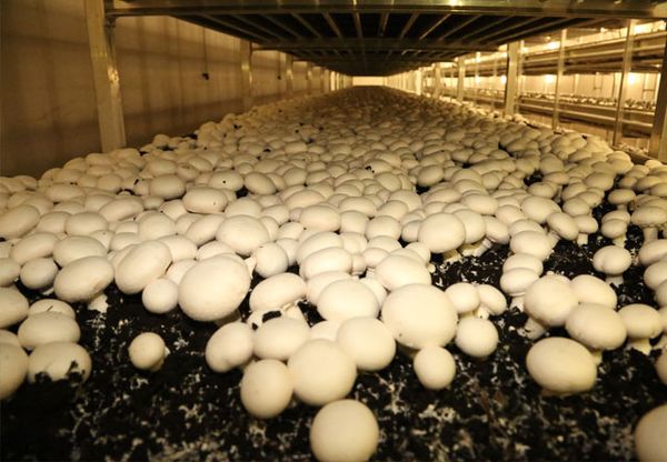 Fresh White Mushroom from Qatar supplied by Paramount Agricole - White Fresh White Mushroom