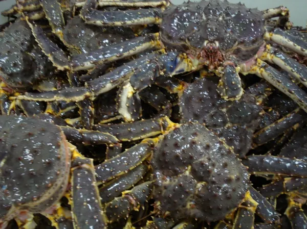 Red King Crab from 노르웨이 supplied by Nordic Intermaritim AS - Cooked 냉동 게