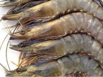 Black Tiger Shrimp from 미국 supplied by Certi-fresh Foods, Inc. - Whole 신선 새우