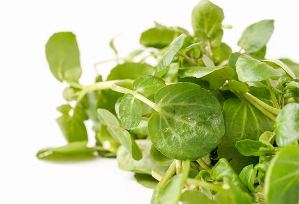 Spinach from United States supplied by Collotti & Sons Produce Inc - Green Fresh Spinach
