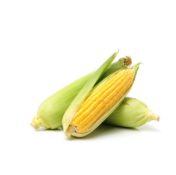 Maize (Corn) from 태국 supplied by Tropical Green - Sweet Corn (=Saccharata) 옥수수