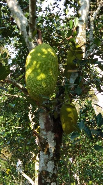 Jackfruit from 말레이시아 supplied by Chai Organic Fruits & Vege Farming - Size: 2s 잭프루트