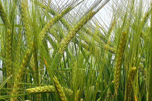 Organic Barley from 미국 supplied by Silver Reef Organic Farms, LLC - Organic 보리