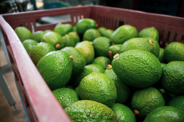 Fresh Avocado from 콜롬비아 supplied by Mountain Avocado SAS - 짙은 녹색 신선 아보카도