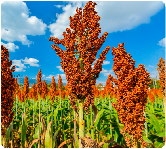 Sorghum from United States supplied by Penny Newman Grain Co. - Whole Sorghum