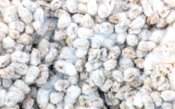 Cotton seed from 미국 supplied by Chickasha of Georgia llc - Whole 목화 씨