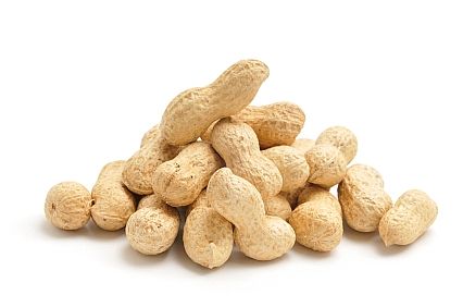 Roasted In-Shell Peanuts from 이스라엘 supplied by Hakole - In-shell 땅콩 알맹이
