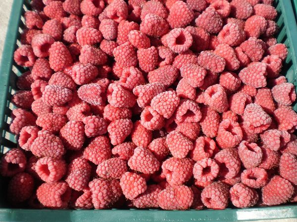 Frozen Raspberries from 보스니아-헤르체고비나 supplied by HEKO d.o.o. - Red 신선 라즈베리