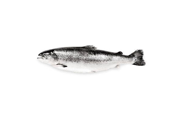 Salmon from United Kingdom supplied by Gourmet House Caviar - Whole - Cleaned Salmon