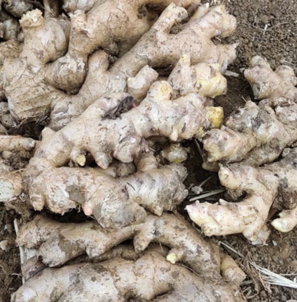 Organic Ginger from 인도 supplied by Al Hakam Ginger - Whole 통생강