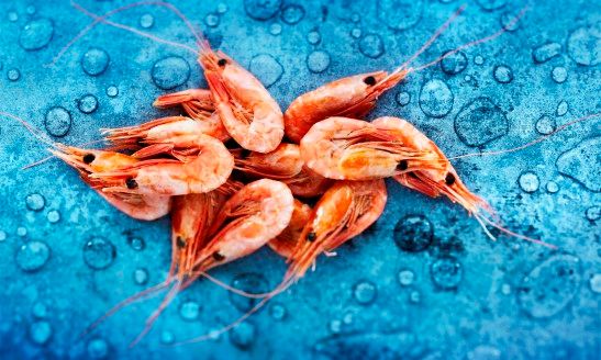 Prawn from 노르웨이 supplied by ROYAL GREENLAND NORWAY AS - 자숙, 머리와 껍질 있음 냉동 새우