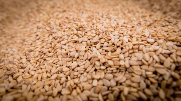 White Sesame from 인도 supplied by WholeSeedFarm - Good Quality 참깨